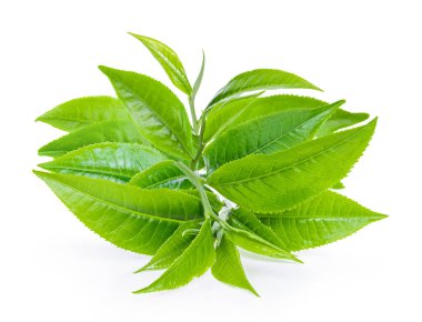 Beyaz arka planda yeşil çay yaprağı izole edilmiş. tam alan derinliği