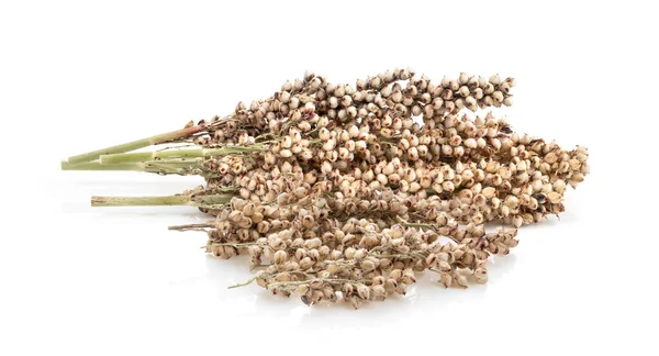 Sorghum Isolerad Vit Bakgrund — Stockfoto