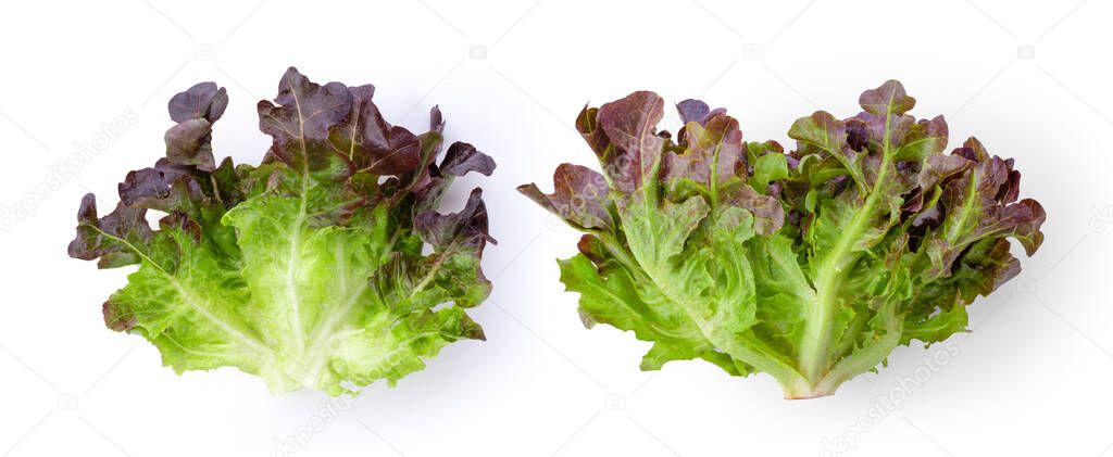 Red oak lettuce on white background. top view