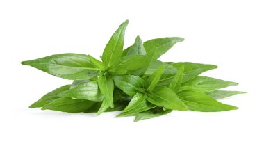 Kariyer ya da Andrographis paniklemiş beyaz arkaplanda yeşil yapraklar izole edilmiş.