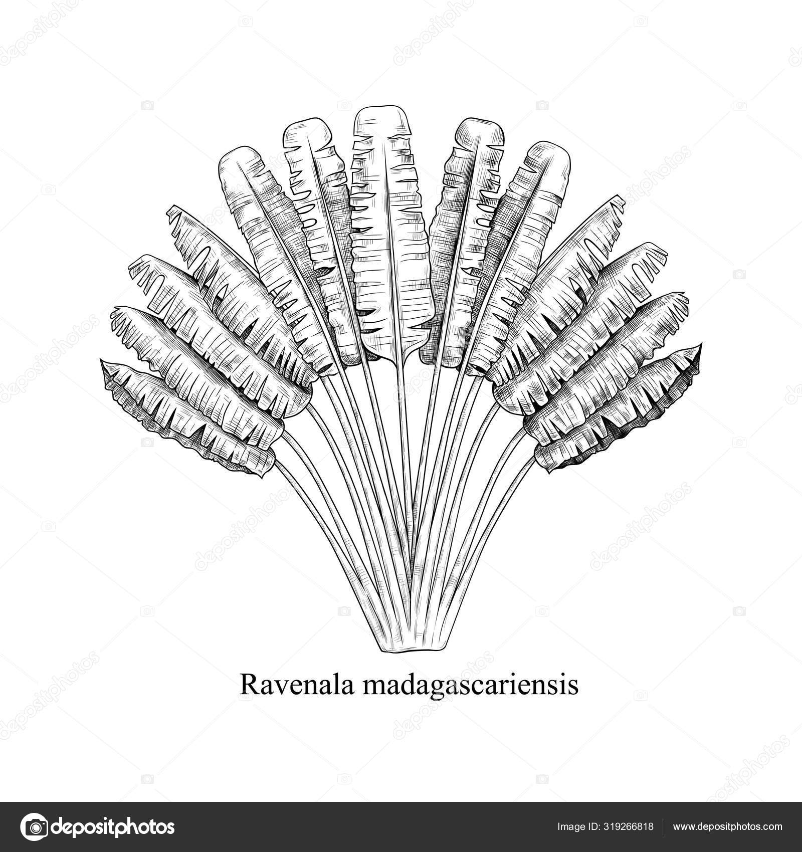 Raizes & Folhas - A Ravenala (Ravenala madagascariensis) é