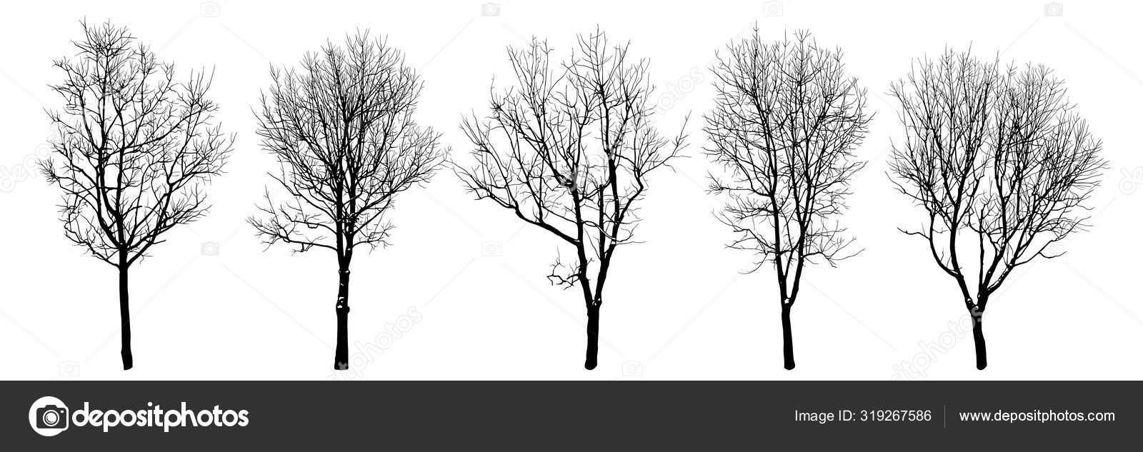 Winter Trees Silhouettes Collection Set Isolated Vector Design Elements Hand Vector Image By C Chempina Vector Stock Winter Trees Silhouettes Collection Set Isolated Vector Design Elements Hand Vector Image By C Chempina Vector Stock