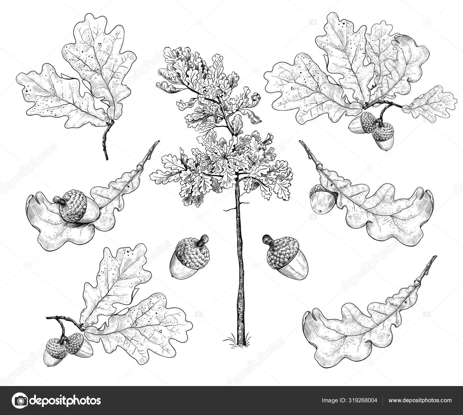 Set Various Oak Leaves Acorns Realistic Drawing White Background Stock Vector Royalty Free Vector Image By C Chempina 319268004
