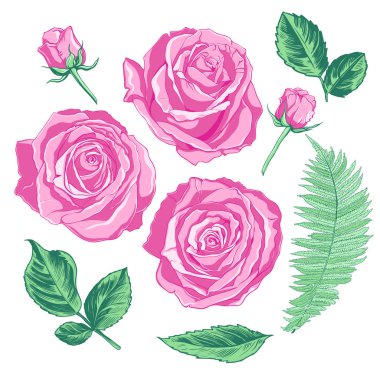 Farklı renkte güller, yapraklar, tomurcuklar ve beyaz arka planda eğrelti otu dalları. El çizimi vektör ögeleri.