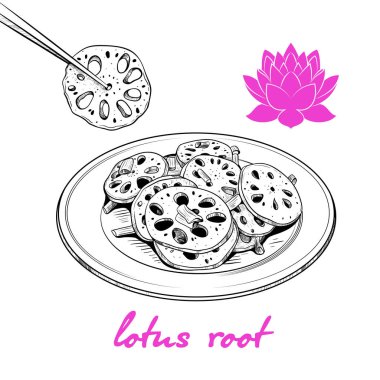 Lotus kökü çizimi. Vintage tarzında vektör çizimi. Asya mutfağı. El yapımı yemek çizimi..