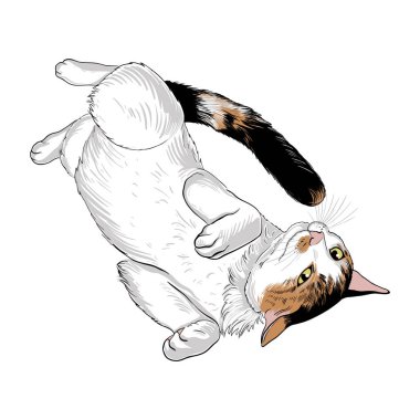  Sırtüstü uzanmış şirin bir kedi. Beyaz arka planda resim. Bir hayvanın el çizimi vektör çizimi. Çizim.