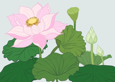 Nilüfer yaprakları, çiçekleri ve tomurcukları olan vektör arkaplan ve çerçeve. Yakın aralıklı çiçekleri olan tasarım. El çizimi illüstrasyon.