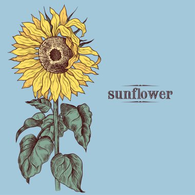 Ayçiçeği. El yapımı Vector Vintage Illustration. Çiçek şablonu