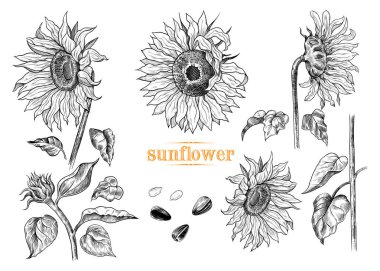 Soluk mavi arka planda dalları olan papatya çiçekleri. Vektörsüz desen. El çizimi çiçek kompozisyonu..