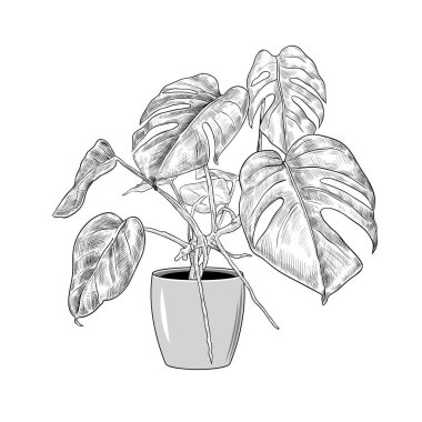 Kavanozdaki canavar. Kapalı alan bitkisinin tek renkli vektör çizimi. Gerçekçi mürekkep çizimi..
