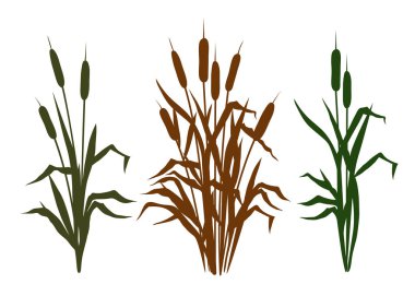 Collection  of diverse silhouettes bulrush .  Clipart. Vector templates of various narrowleaf cattails. Illustration of nature.  clipart