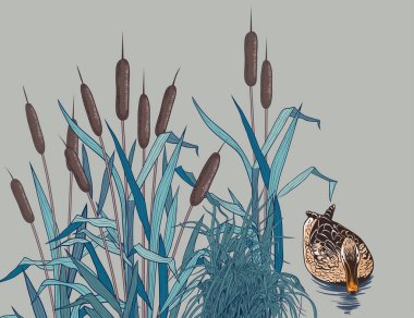 Bulrush, ot ve suda yaban ördeği. Arkaplan, panel. Doğanın elle çizilmiş renkli görüntüsü. Vektör vintage arkaplanı.