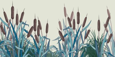 Bulrush and herbs . Vector backdrop , panel.  Landscape with river or lake with plants. Vector illustration.  clipart