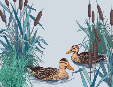 Wild ducks in the thickets of bulrush and coastal grass.Backdrop, panel. Hand-drawn color image of nature.  Vector vintage background. clipart