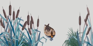 Kıyıya yakın yaban ördeği, bulrush ve çimenlerle. Arka plan, panel. Doğanın elle çizilmiş renkli görüntüsü. Vektör vintage arkaplanı.