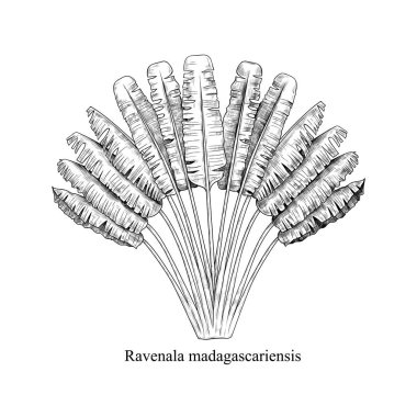 Ravenala madagascariensis. Egzotik bir palmiye ağacının klasik çizimi. El çizimi vektör çizimi. Mürekkep çizimi. 