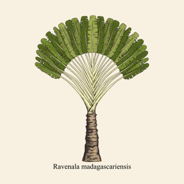 Ravenala madagascariensis. Egzotik bir palmiye ağacının klasik çizimi. El çizimi vektör çizimi. Renk çizimi.