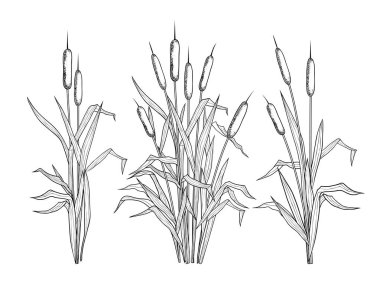  Bulrush 'un çeşitli doğrusal görüntülerinden oluşan bir set. Siyah ve beyaz klitoris. Çeşitli dar yapraklı tırnak kuyrukları olan vektör şablonları. Doğanın tasviri. 