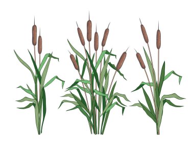  Bulrush 'un çeşitli renkli görüntüleri. Clipart. Çeşitli dar yapraklı tırnak kuyruklarının vektör şablonları. Doğanın tasviri. 