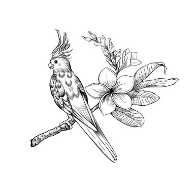 Corella papağanı çiçek açan bir Plumeria dalında oturuyor. İşleme tarzında vektör illüstrasyonu. Egzotik doğanın klasik görüntüsü.