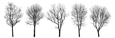 Winter trees silhouettes collection. Set of isolated vector design elements.  Hand drawn  illustration in sketch style.  Nature template. Clipart.