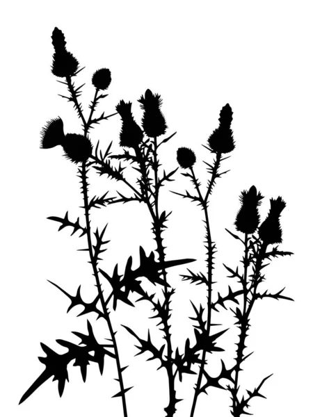 Distel — Stockvector