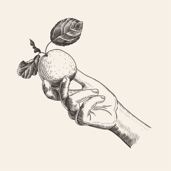 Eine Frauenhand Mit Einem Apfel Eine Handgezeichnete Vektorillustration Vintage Stil — Stockvektor