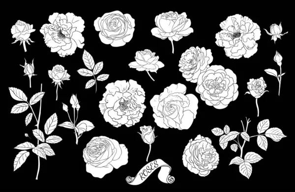 Conjunto Siluetas Rosa Dibujo Lineal Vectorial Flores Rosas Brotes Tallos — Archivo Imágenes Vectoriales