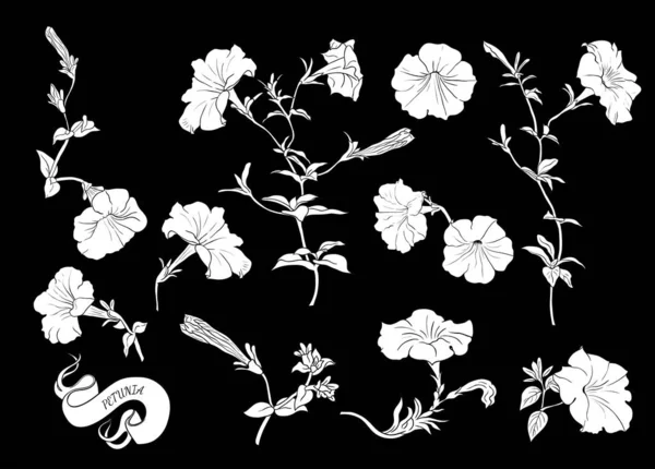 Ensemble Silhouettes Pétunias Illustration Vectorielle Linéaire Des Pétunias Fleurs Bourgeons — Image vectorielle