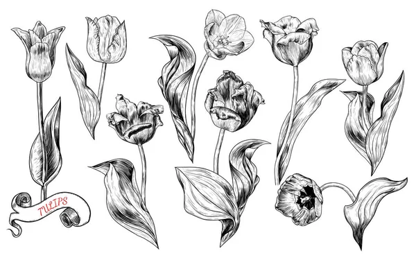 Lale Nin Çizimlerinden Oluşan Bir Koleksiyon Botanik Klasik Çiçekler Şleme — Stok Vektör