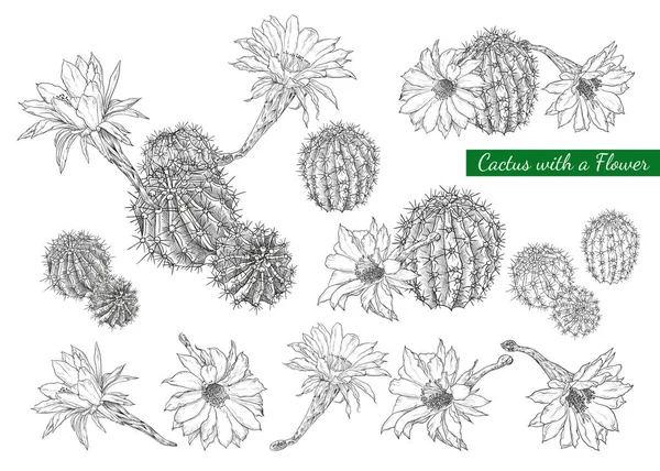 Une Collection Croquis Cactus Fleurs Ensemble Vectoriel Dessiné Main Style — Image vectorielle