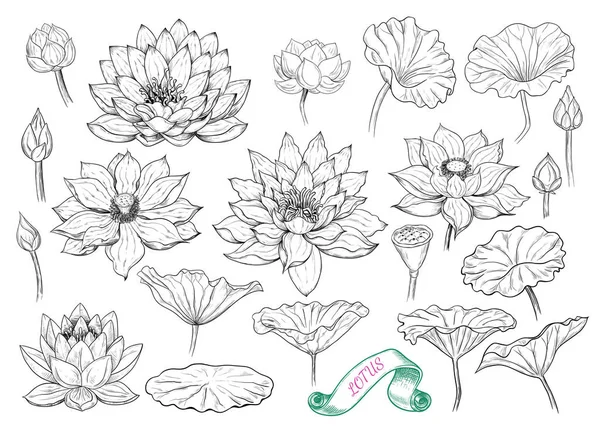 Seamless Pattern Variety Water Plants White Background Vector Illustration — Stock Vector