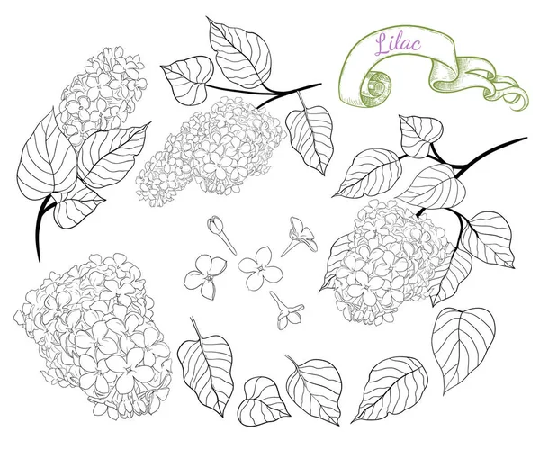 Set Linear Drawings Various Branches Lilac Flowers Leaves Vector Hand — Stock Vector