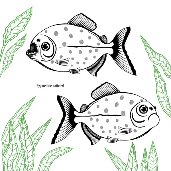 Ensemble Avec Deux Poissons Aquarium Pygocentrus Nattereri Poisson Noir Blanc — Image vectorielle