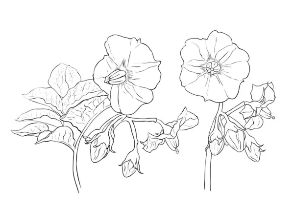 Soluk Mavi Arka Planda Dalları Olan Papatya Çiçekleri Vektörsüz Desen — Stok Vektör