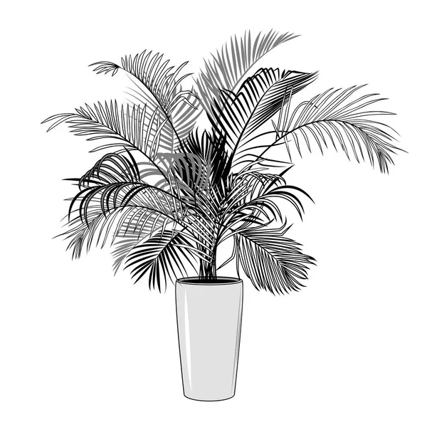Areca Palm Tree Μια Κατσαρόλα — Διανυσματικό Αρχείο