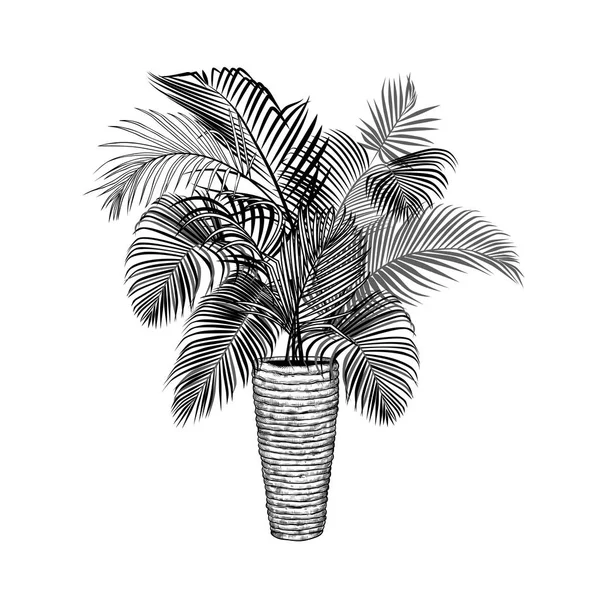 Areca Palme Einem Hohen Weidenkorb Monochrome Vektorskizze Von Zimmerpflanzen Realistische — Stockvektor