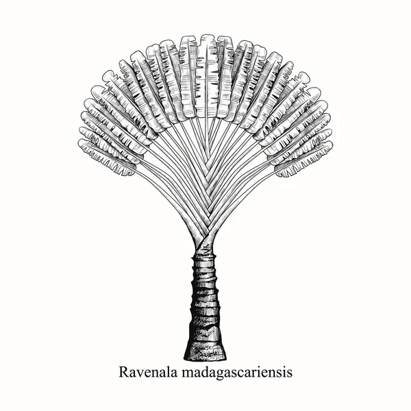 Ravenala Madagascariensis Vintage Tekening Van Een Exotische Palmboom Handgetekende Vectorillustratie — Stockvector