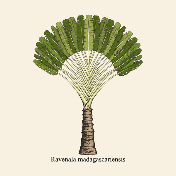 Ravenala madagascariensis. Vintage drawing of an exotic palm tree. Hand drawn vector illustration. Color sketch.