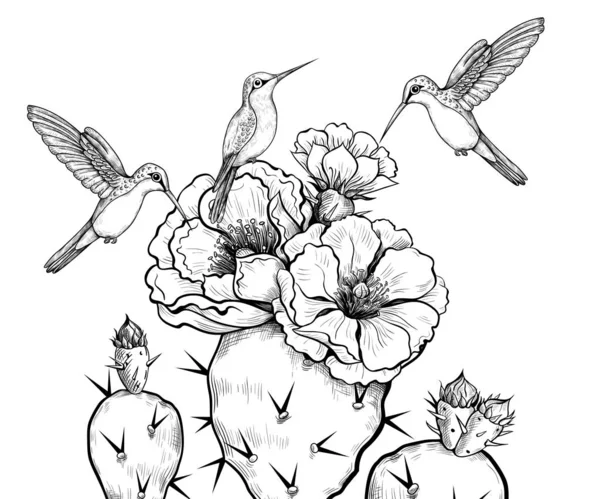 Roztomilí Kolibříci Kvetoucí Pichlavé Hrušky Vektorová Ilustrace Rytým Stylem Vintage — Stockový vektor