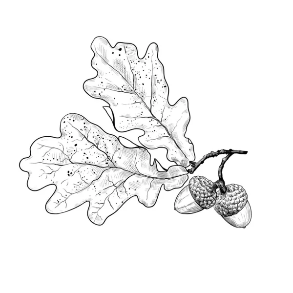 Eichenblatt Und Eicheln Trocknen Tusche Realistische Zeichnung Auf Weißem Hintergrund — Stockvektor