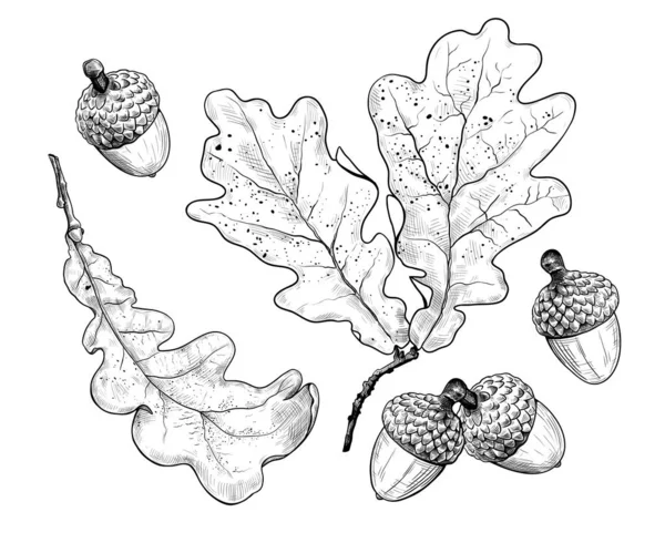 Trockene Eichenblätter Und Eicheln Tusche Realistische Zeichnung Auf Weißem Hintergrund — Stockvektor