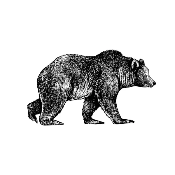 Большой Бурый Медведь Гризли Ручной Рисунок Вектора Винтажное Изображение Дикого — стоковый вектор