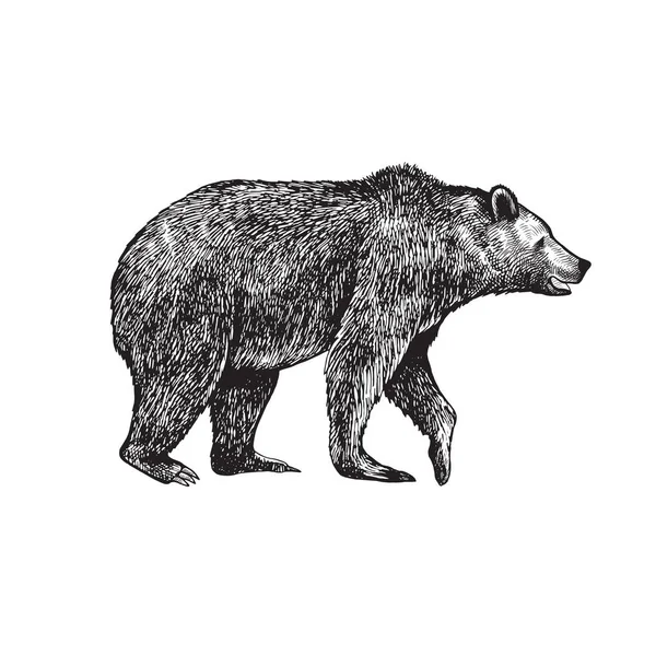 Большой Бурый Медведь Гризли Ручной Рисунок Вектора Винтажное Изображение Дикого — стоковый вектор