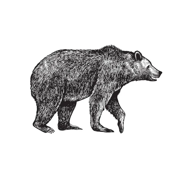 Gran Oso Pardo Grizzly Ilustración Vectorial Dibujada Mano Imagen Vintage — Archivo Imágenes Vectoriales