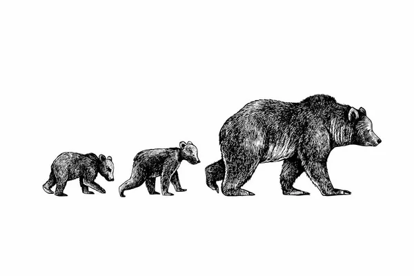 Niedźwiedzica Jej Młode Ręcznie Rysowana Ilustracja Wektora Vintage Obraz Dzikiej — Wektor stockowy