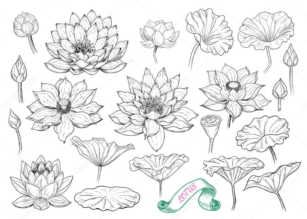 Seamless pattern with a variety of water plants on a white background.Vector  illustration. 