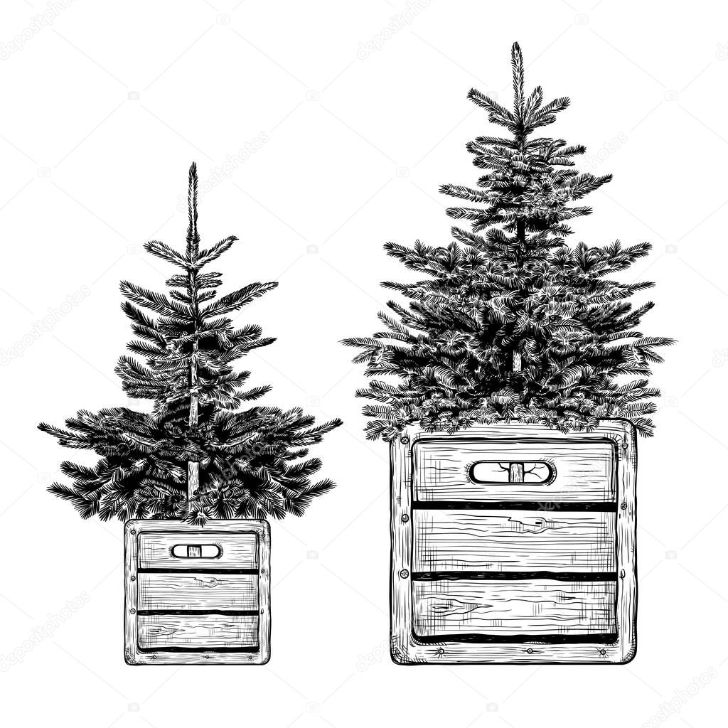 Two simple Christmas trees in wooden boxes in loft style. Vector vintage illustration. Sketching isolated objects on a white background. 