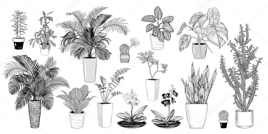  Big collection of various sketches of indoor plants.  Hand drawn vintage illustration. Vector clipart.