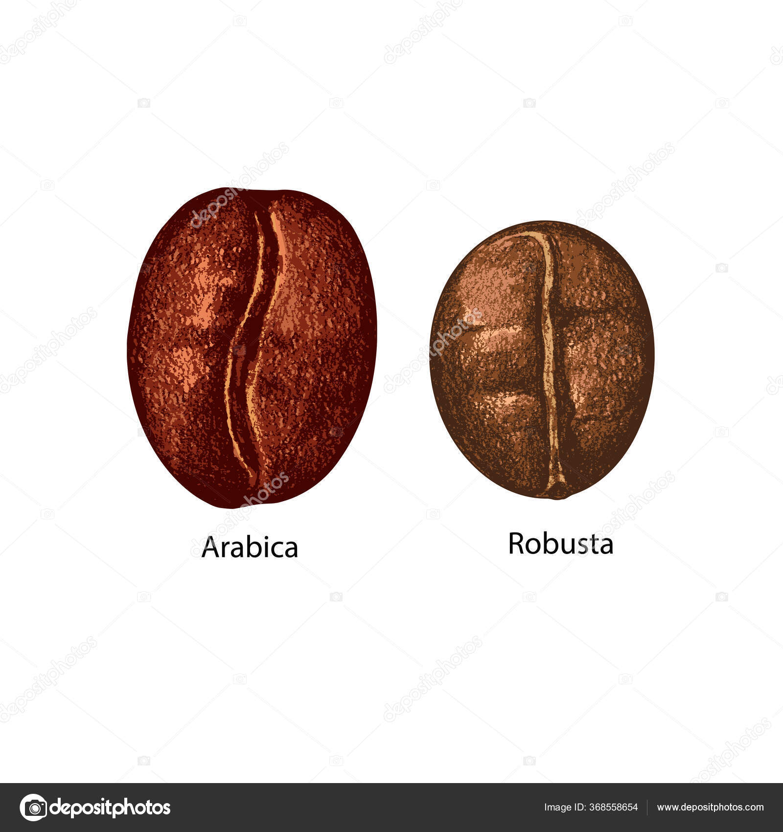 Zwei Kaffeebohnen Großaufnahme Arabica Und Robusta Handgezeichnete  Realistische Gestaltungselemente Vektorcliparts Stock-Vektorbild von  ©chempina 368558654, image size:1600x1700